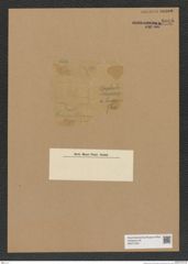Diatomeae indet. Zeichnungen Sammlung Grunow Nr. 8025 (NHMW-BOT-W0377330)